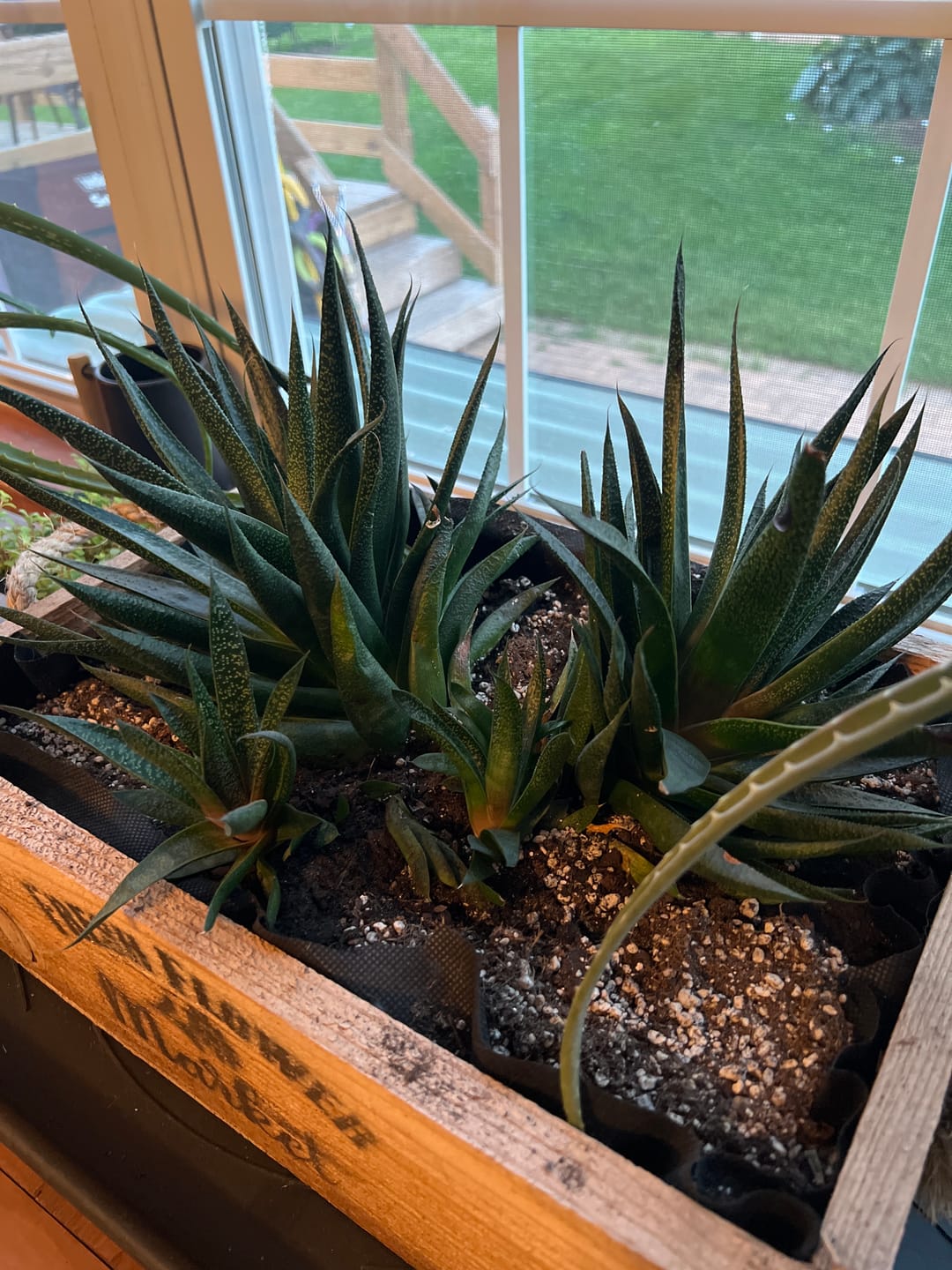 Customer photo review of Elm Power Bundle