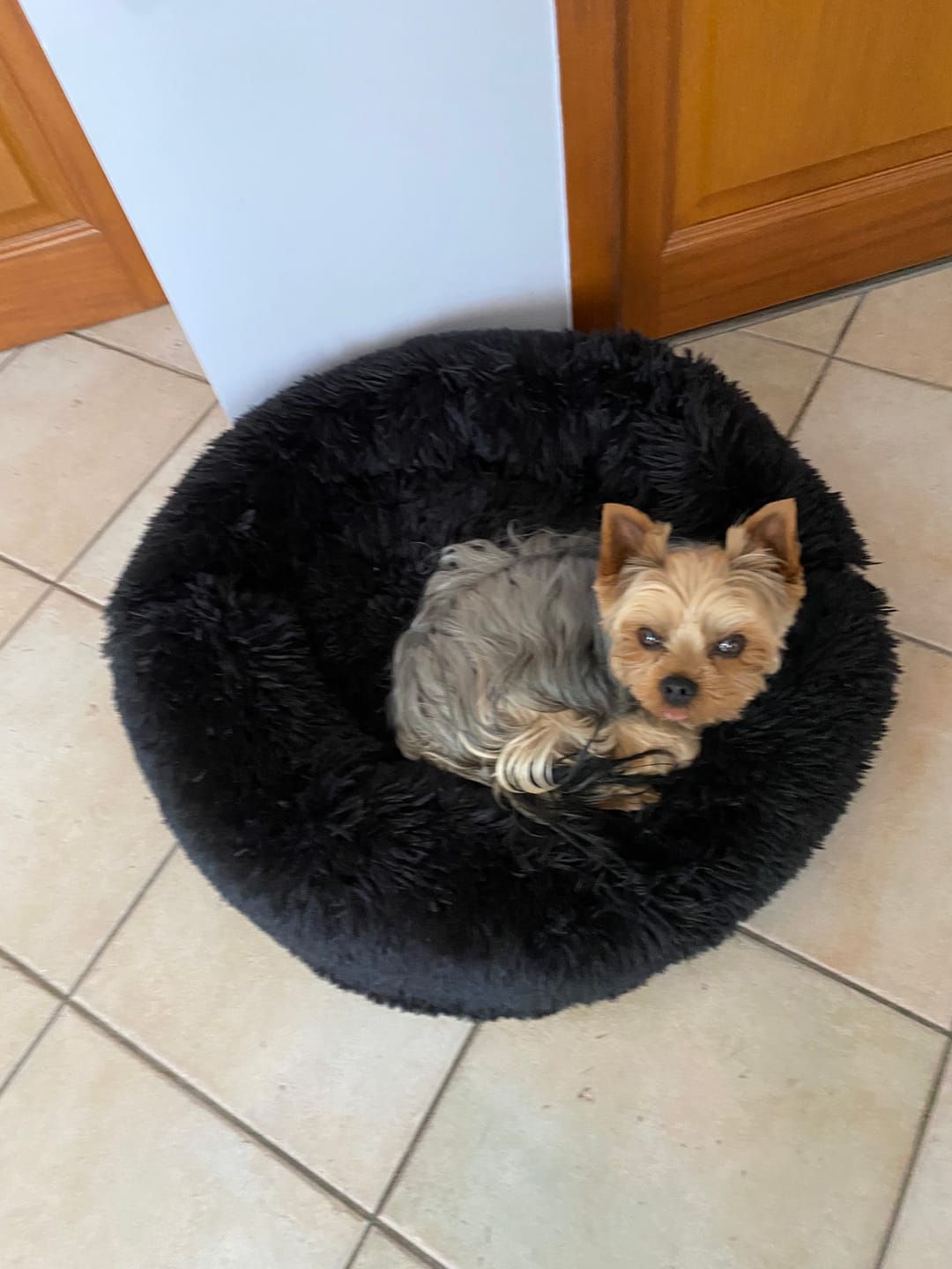 Customer photo review of Panier apaisant Dodo Donut™ — Orthopédique & anti-stress pour chien