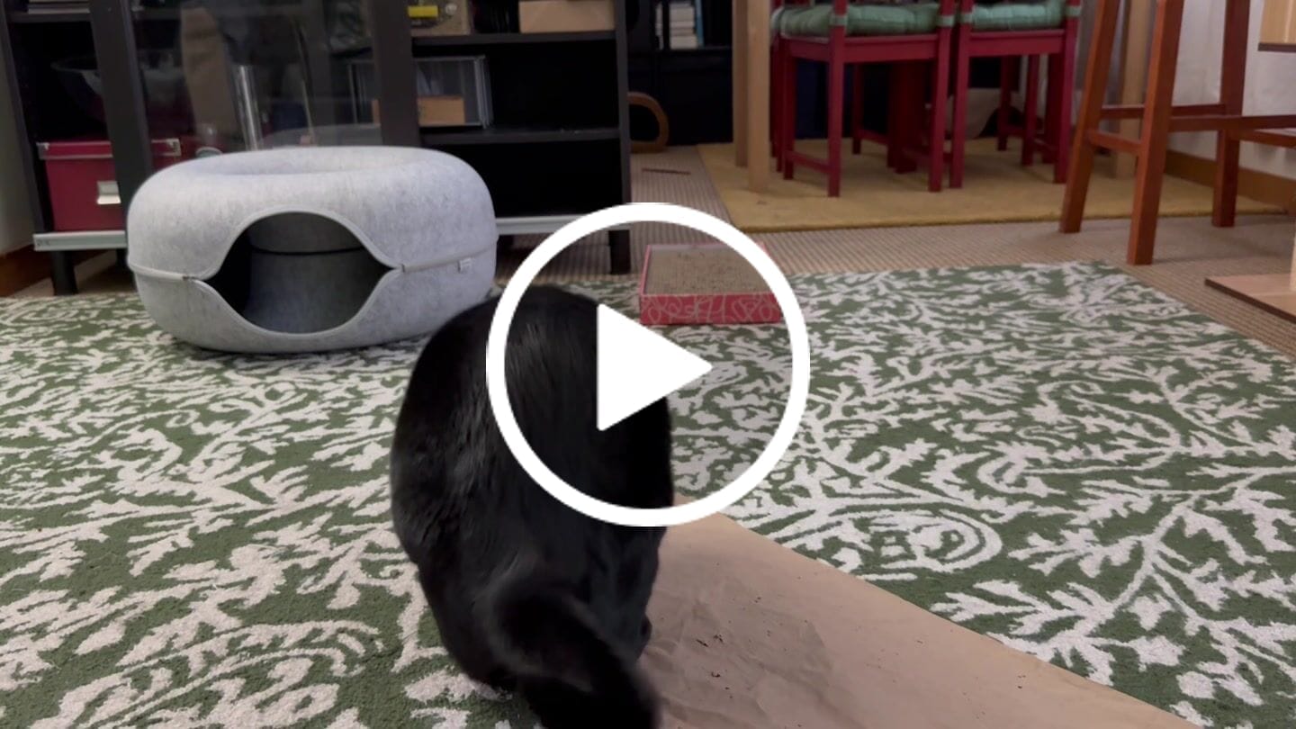 Customer video review of RYERCAT Silvervine Cat Dental Sticks