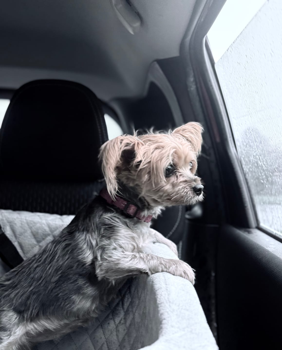 Customer photo review of Dog Car Booster Seat