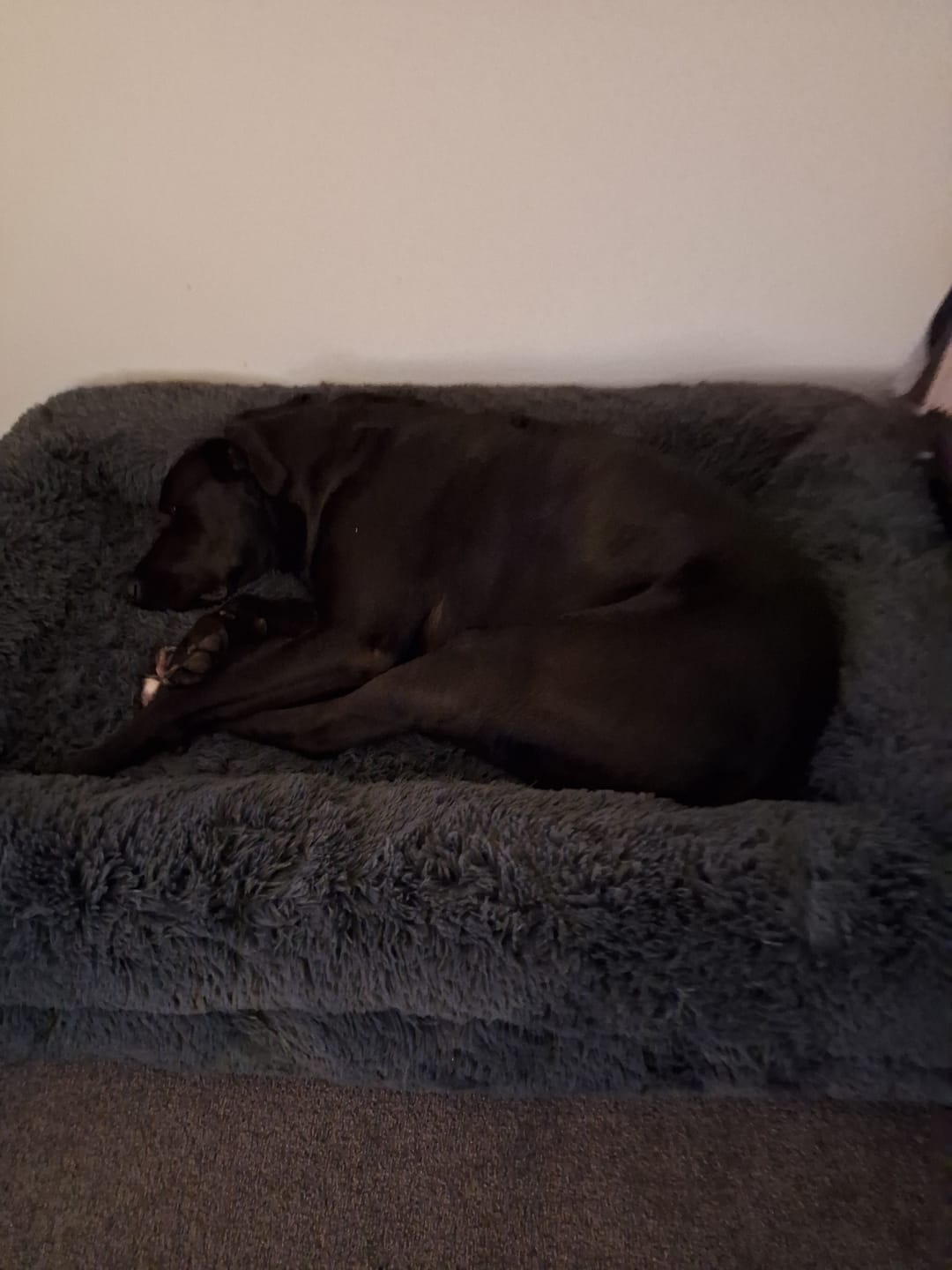 Customer photo review of Brooklyn® Ultra Memory Foam Bed