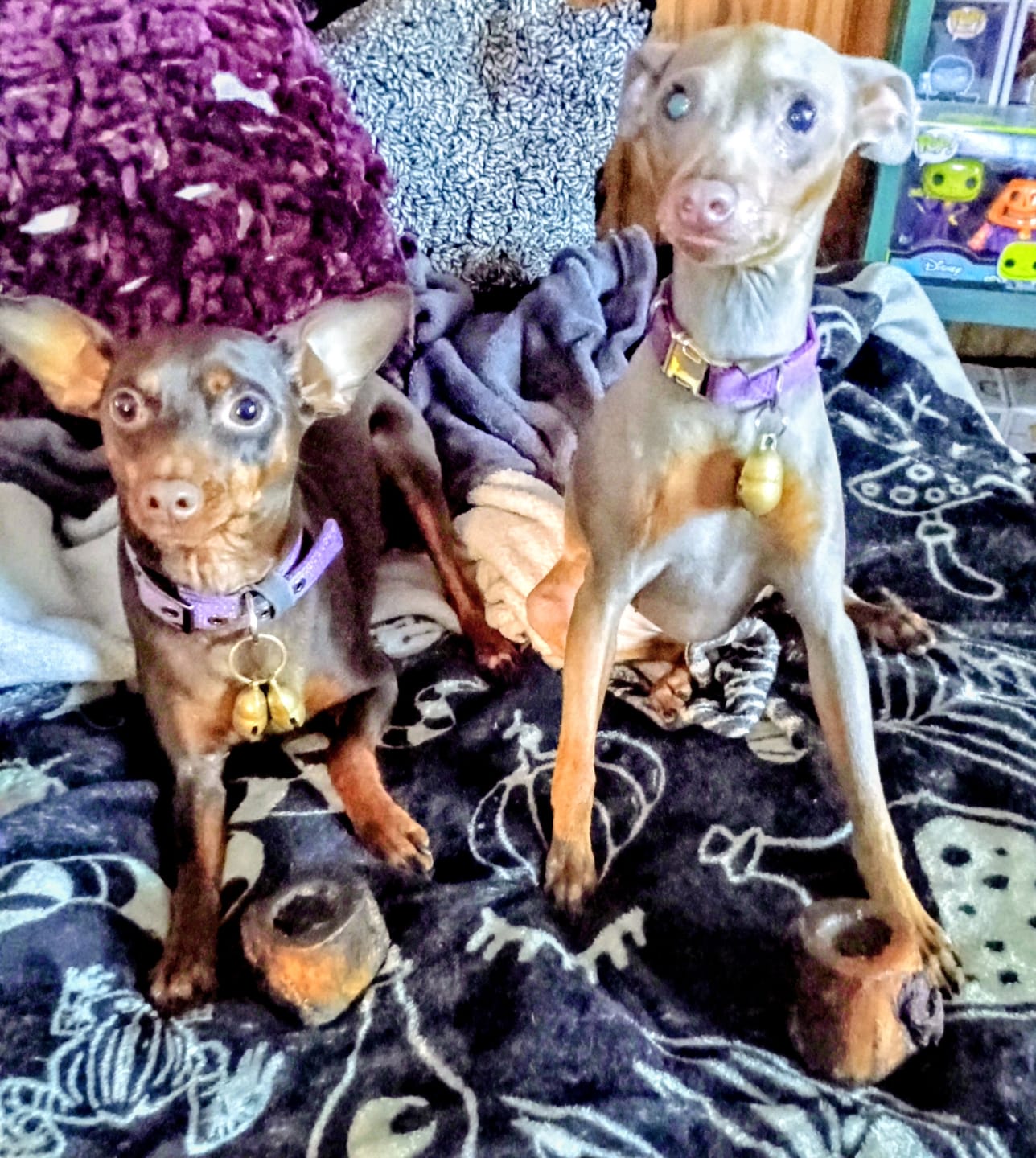 Customer photo review of Himalayan Yak Cheese Chew Dog Treat