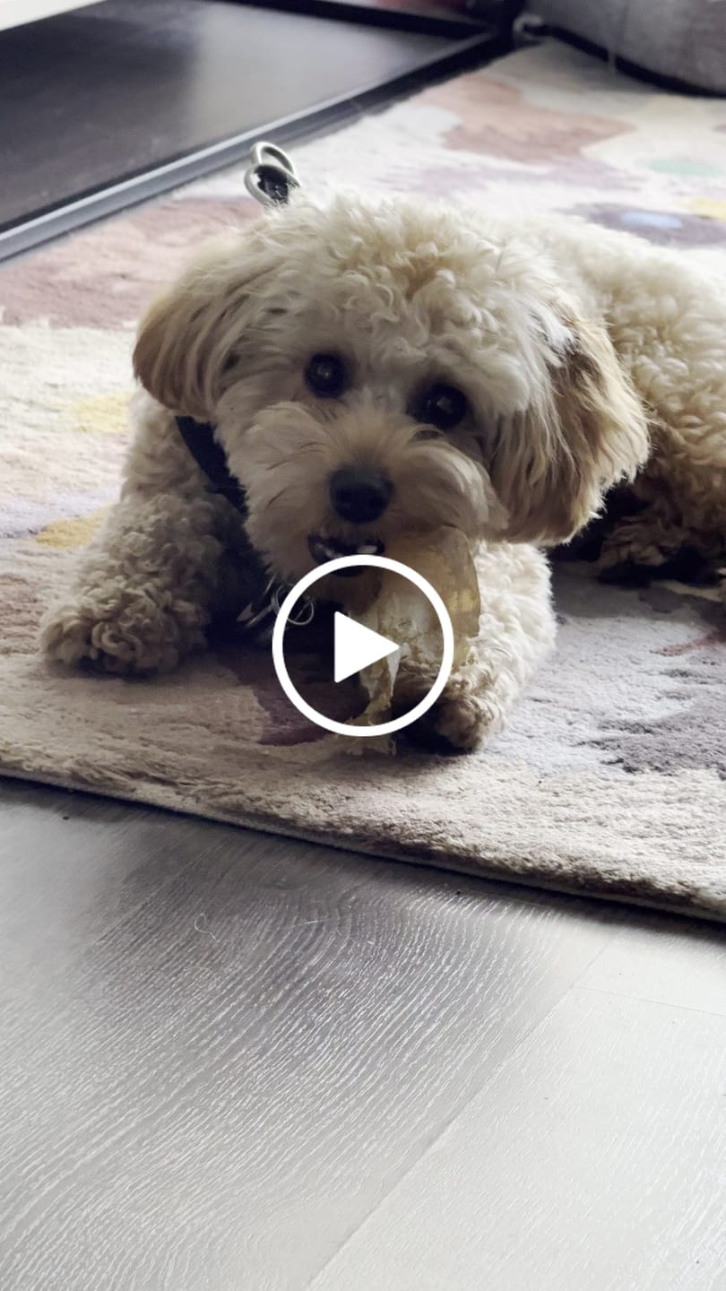 Customer video review of Natural Cow Ear