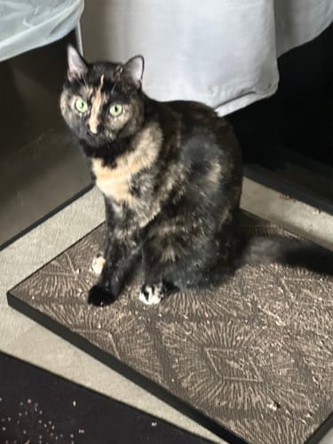 Customer photo review of Starbursts - Luxury Cat Scratching Board