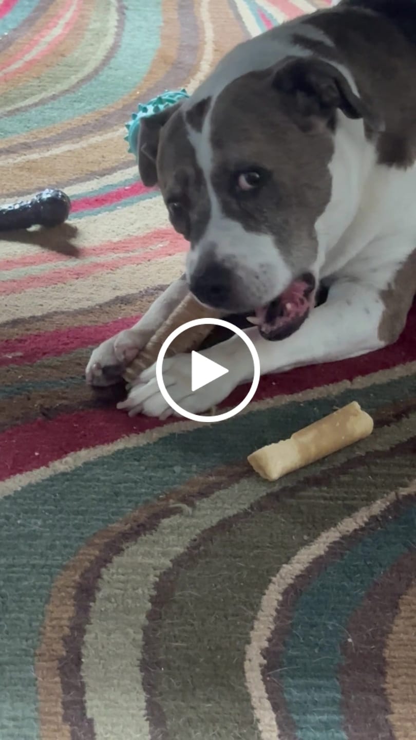 Customer video review of Beef Trachea