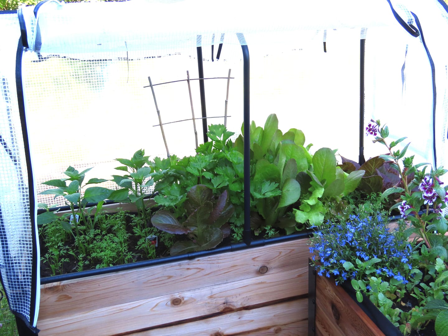 Customer photo review of Greenhouse Cover