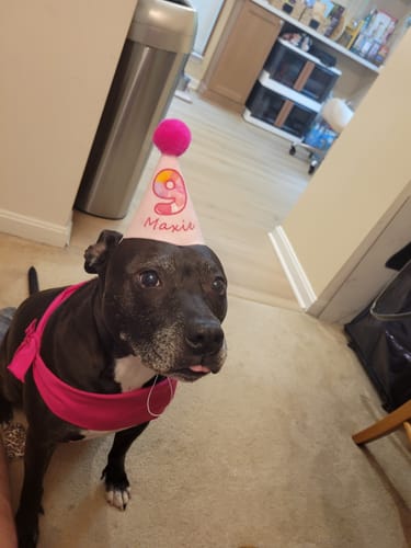 Customer photo review of Lite Personalized Dog Party Pack