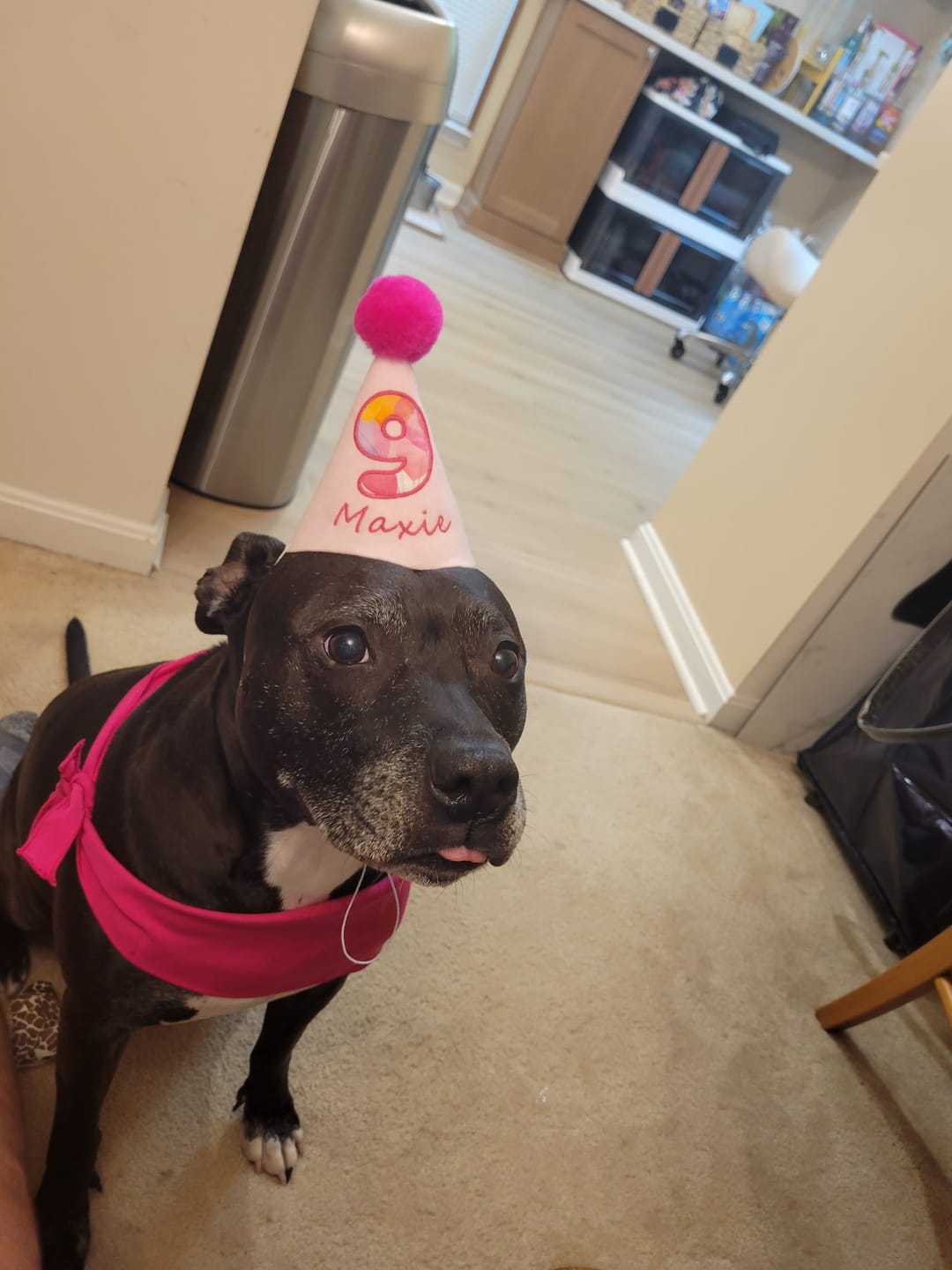 Customer photo review of Lite Personalized Dog Party Pack