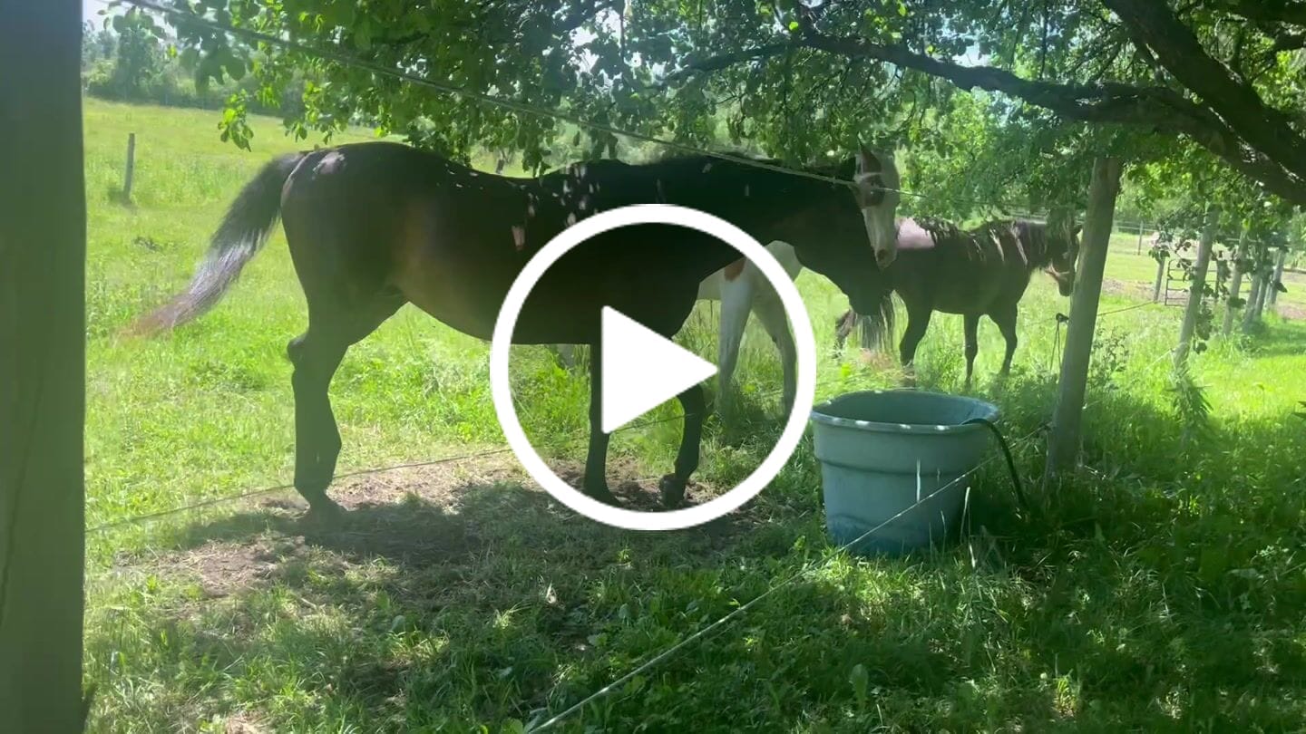 Customer video review of HorseHalo™ HaloLegs Mini