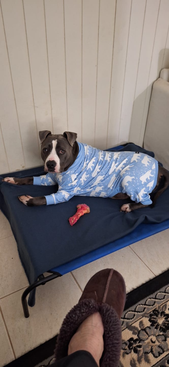 Customer photo review of Dog Pajama - Snowy Polar Bear