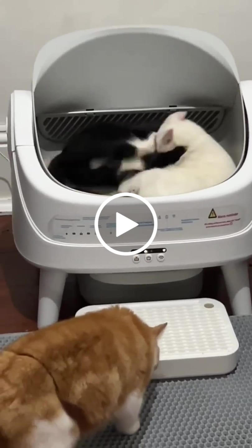 Customer video review of Petbuds™ Open One 2026 Open-Top Self-Cleaning Litter Box