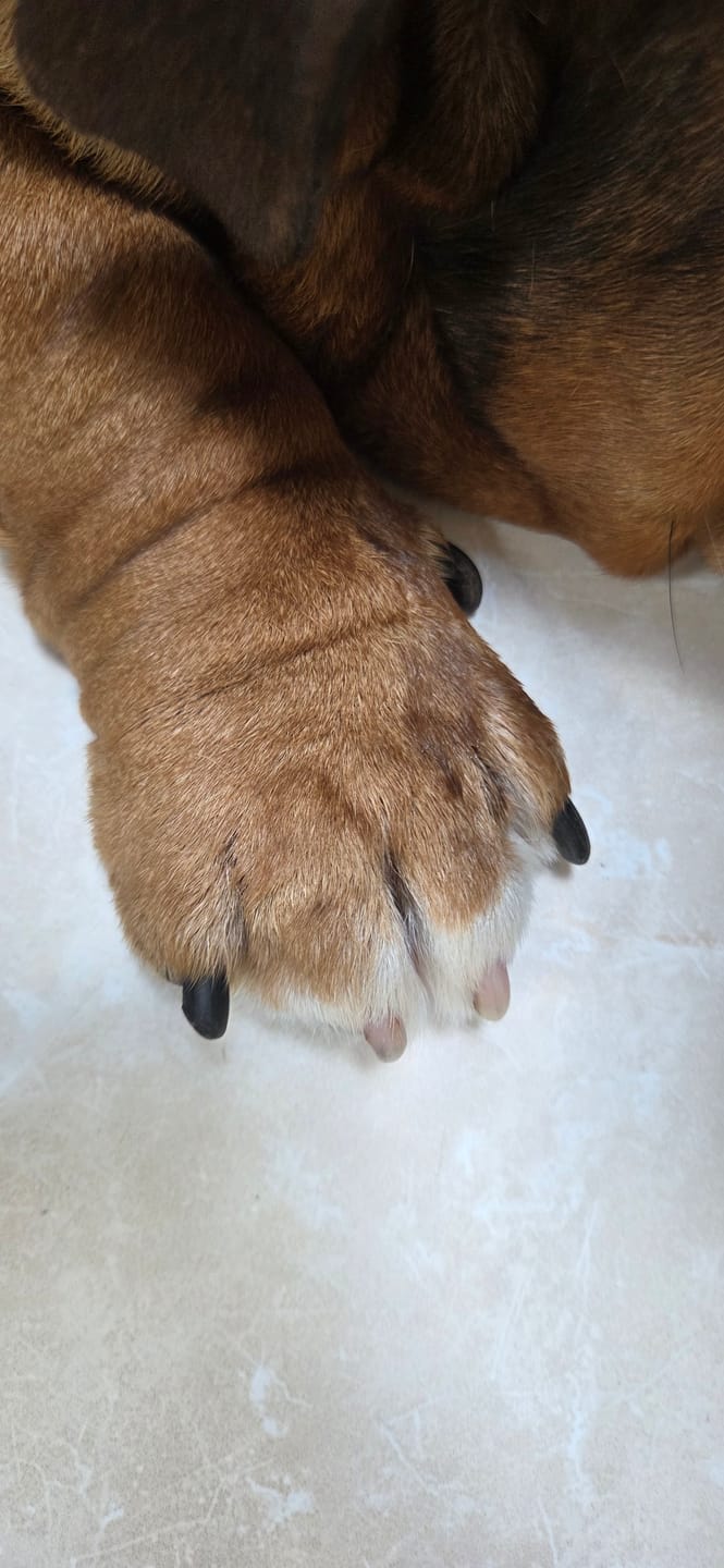 Customer photo review of Anti-Itch Dog Chews Twin Pack