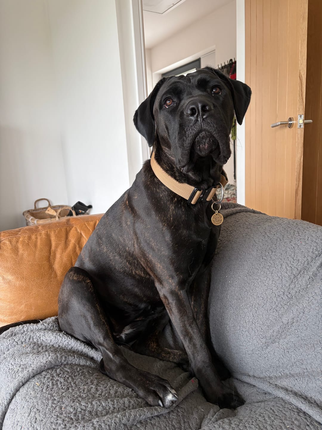 Customer photo review of 4cm Combat® Collar | With Handle & Secured Clip - Tan