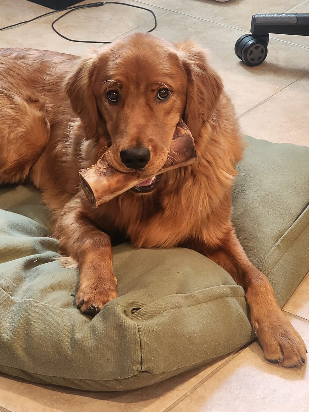 Customer photo review of Smoked Beef Marrow Bone