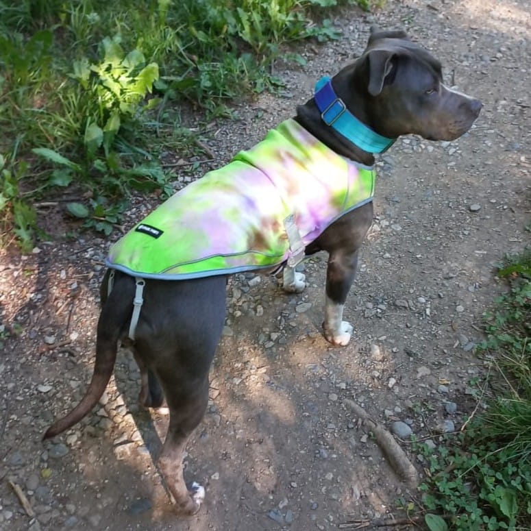 Customer photo review of Chilltech™ Dog Cooling Vests