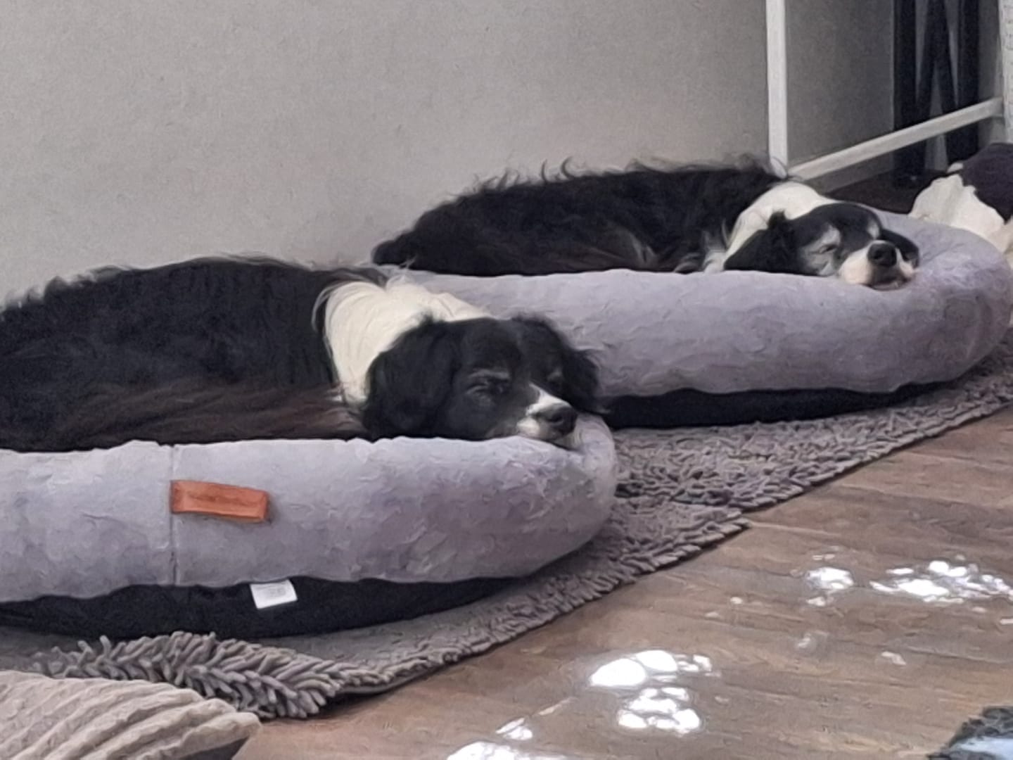 Customer photo review of Orthopädisches Hundebett Deluxe