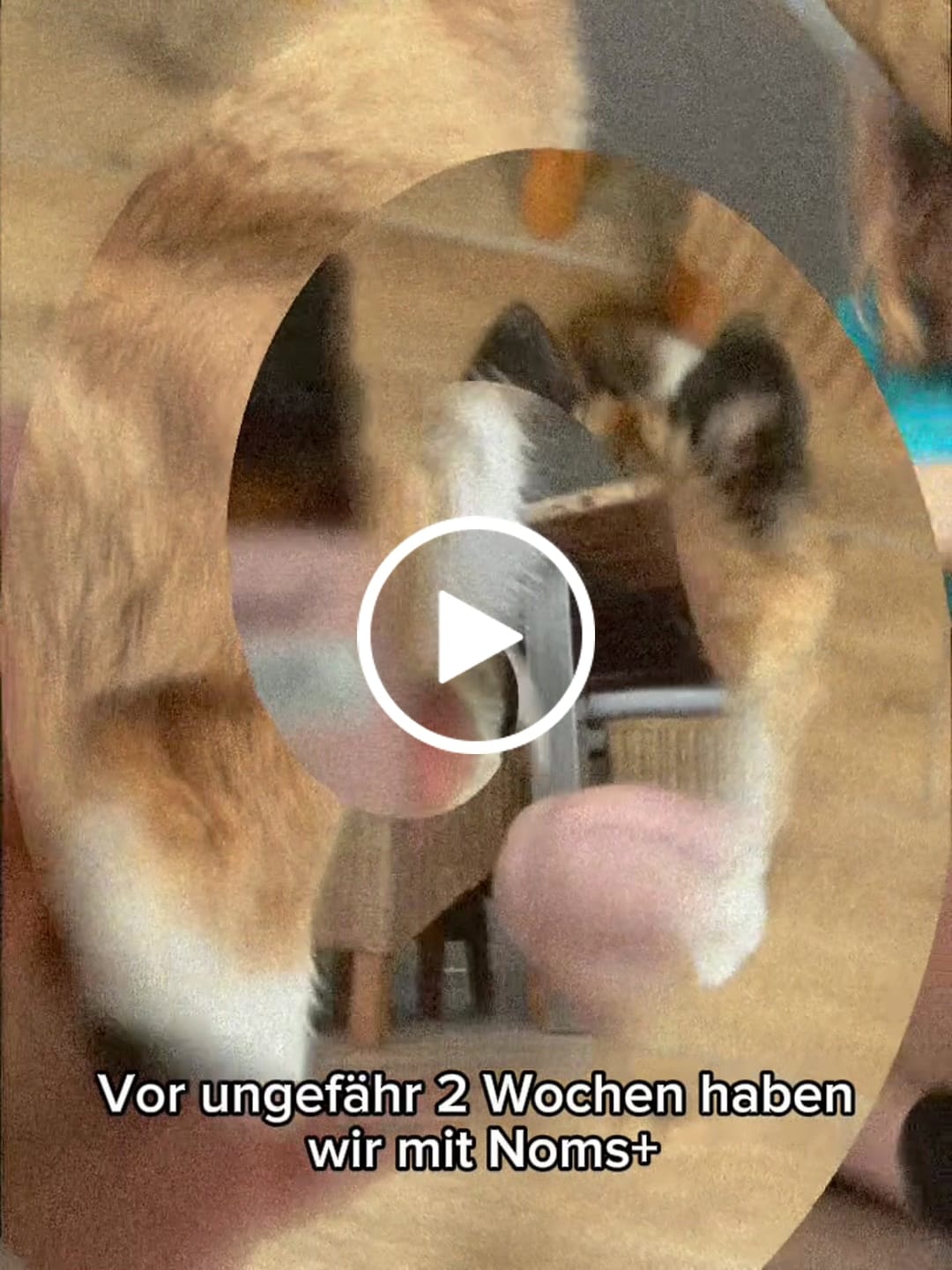 Customer video review of Zpot-on classic für Hunde gegen Zecken, Flöhe, Milben & Mücken [Jahresvorrat]