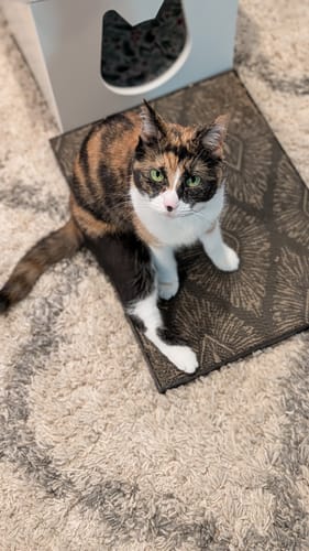 Customer photo review of Starbursts - Luxury Cat Scratching Board