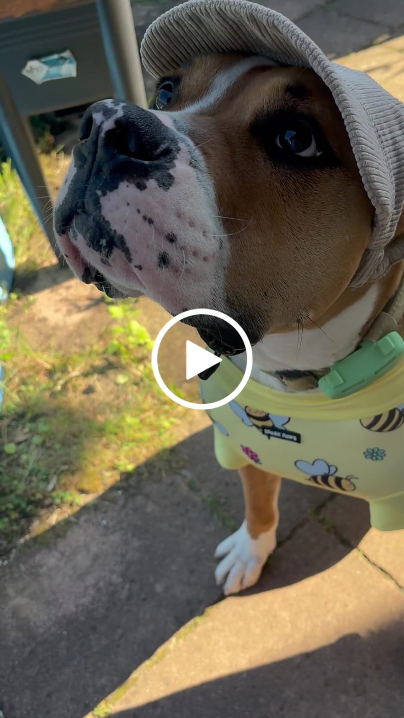 Customer video review of Sunblock Dog T-Shirt 2-pack