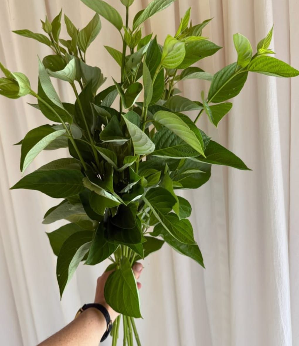 Customer photo review of Ruscus