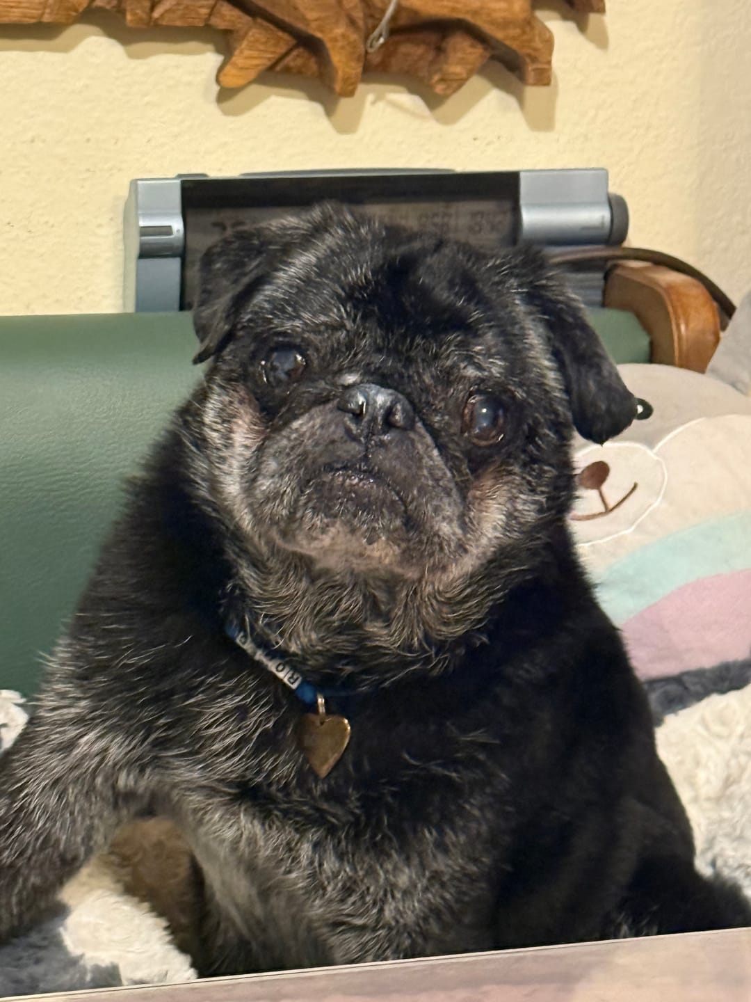 Customer photo review of Allergietest Plus Hund