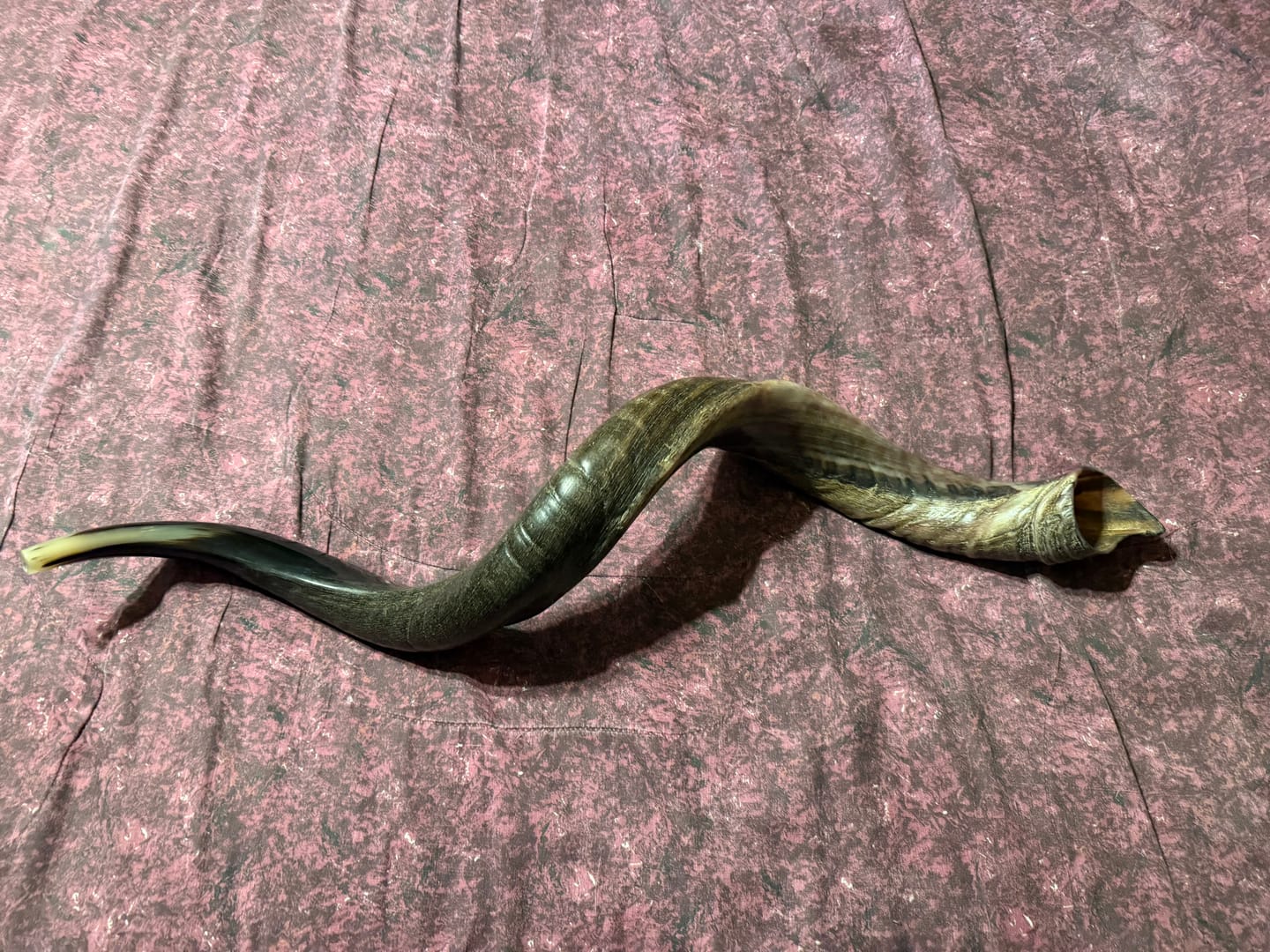 Customer photo review of HalleluYAH Kudu Half Polished Shofar Plus Ram Horn, Guide & Brush