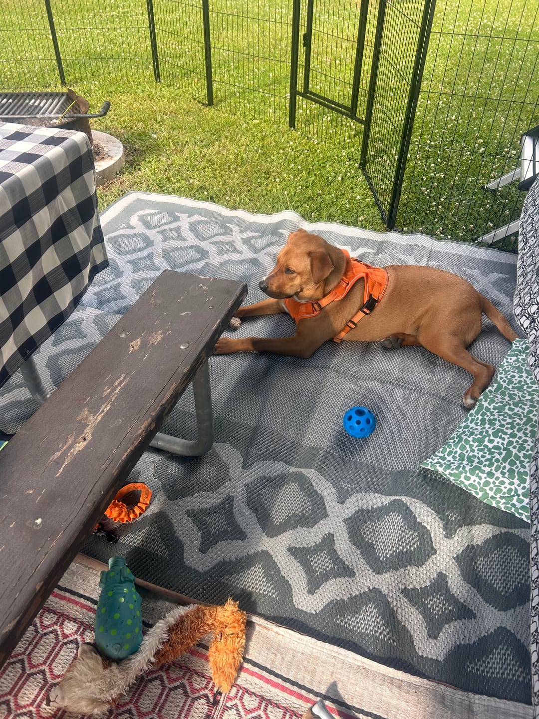 Customer photo review of Instant Dog Playpen – Quick Setup for RV Camping