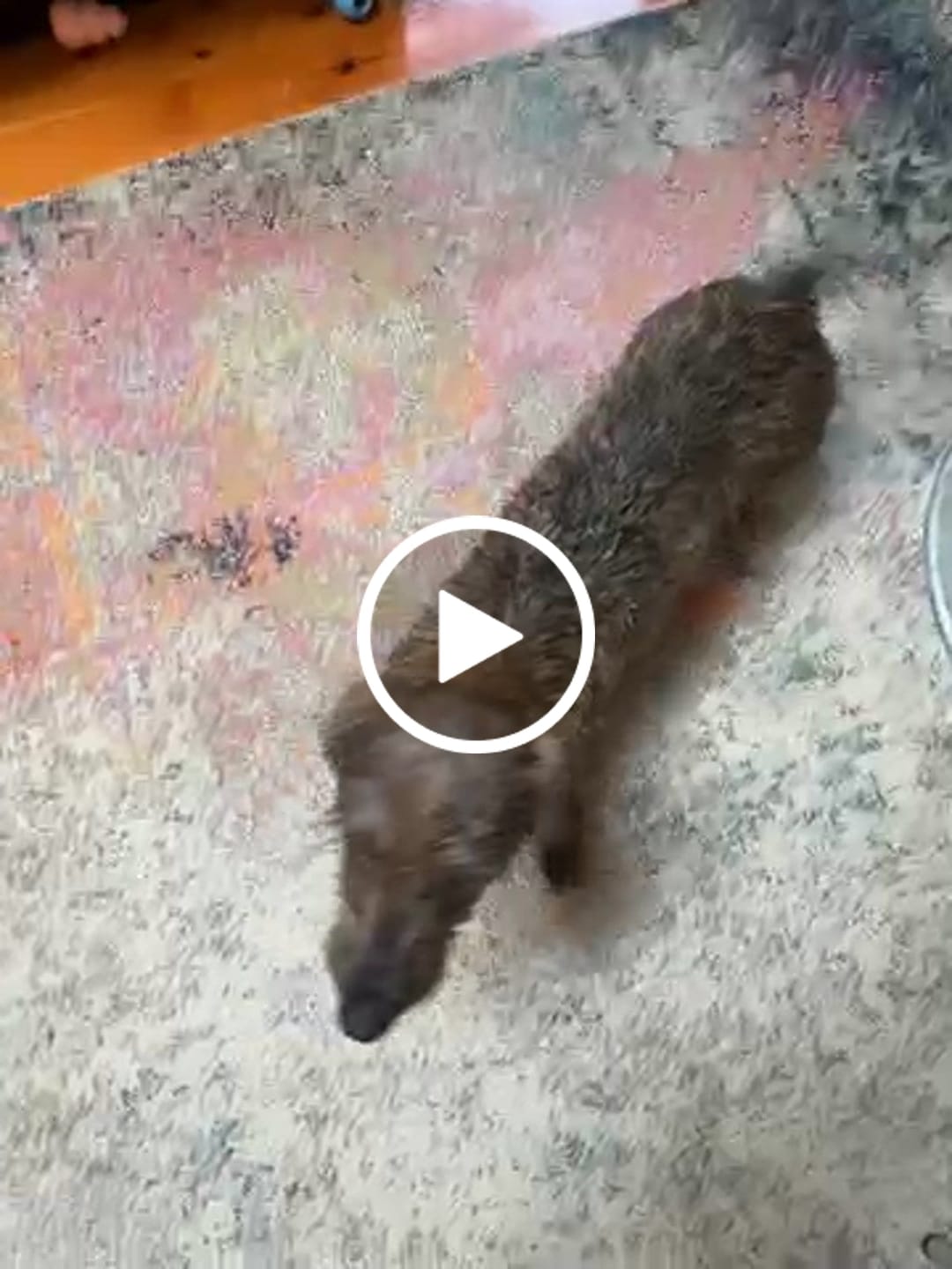 Customer video review of Turkey Classic for Dogs