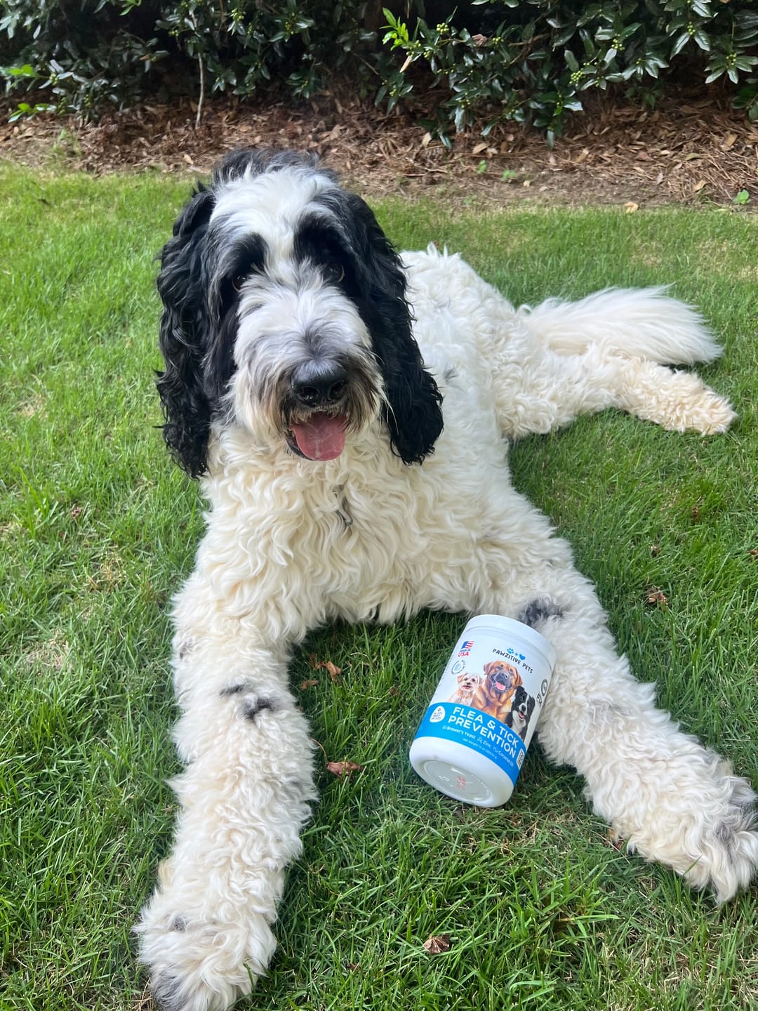 Customer photo review of Flea and Tick Prevention for Dogs – 120 Soft Chews