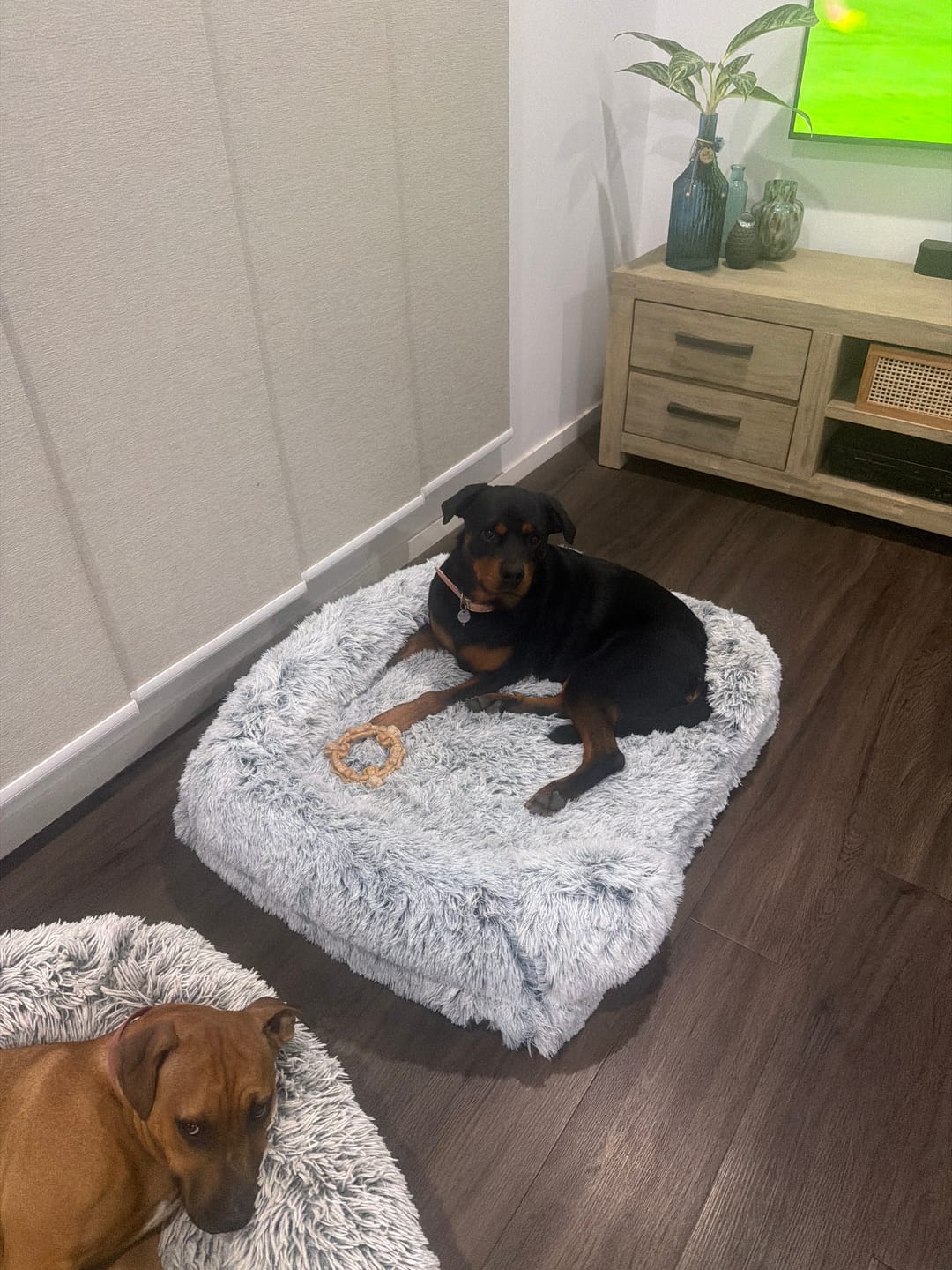 Customer photo review of Pet Orthopaedic Bed
