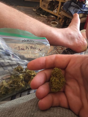 Jack Herer - 14 Grams - Sativa photo review