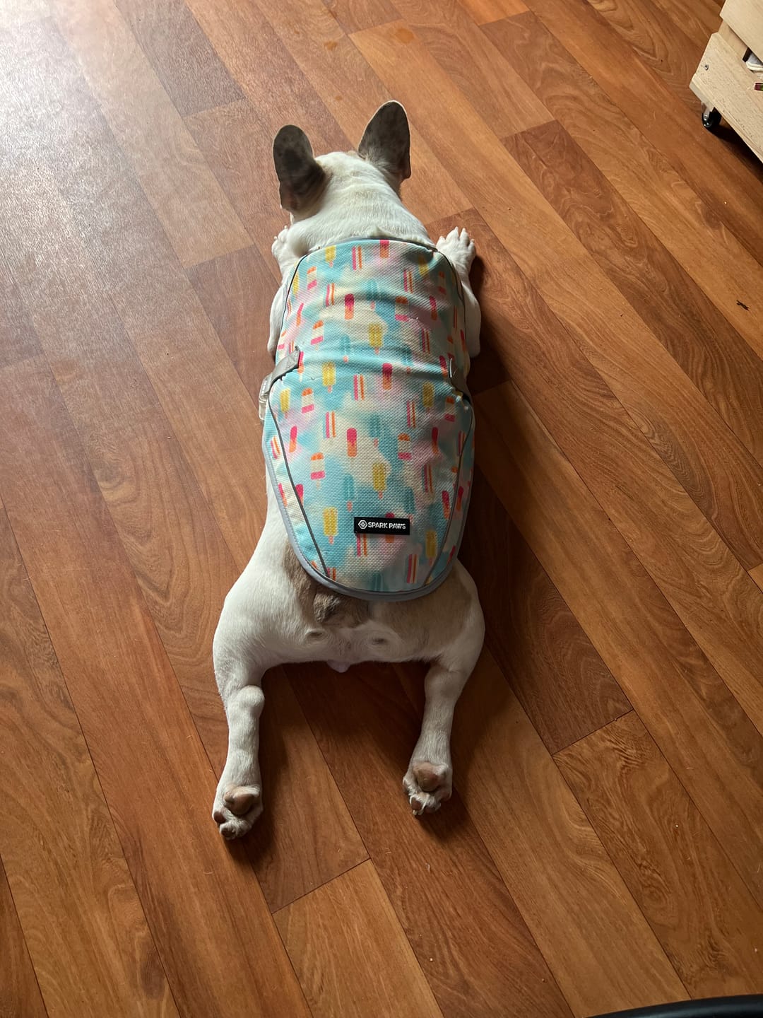 Customer photo review of Dog Cooling Vest - Popsicles