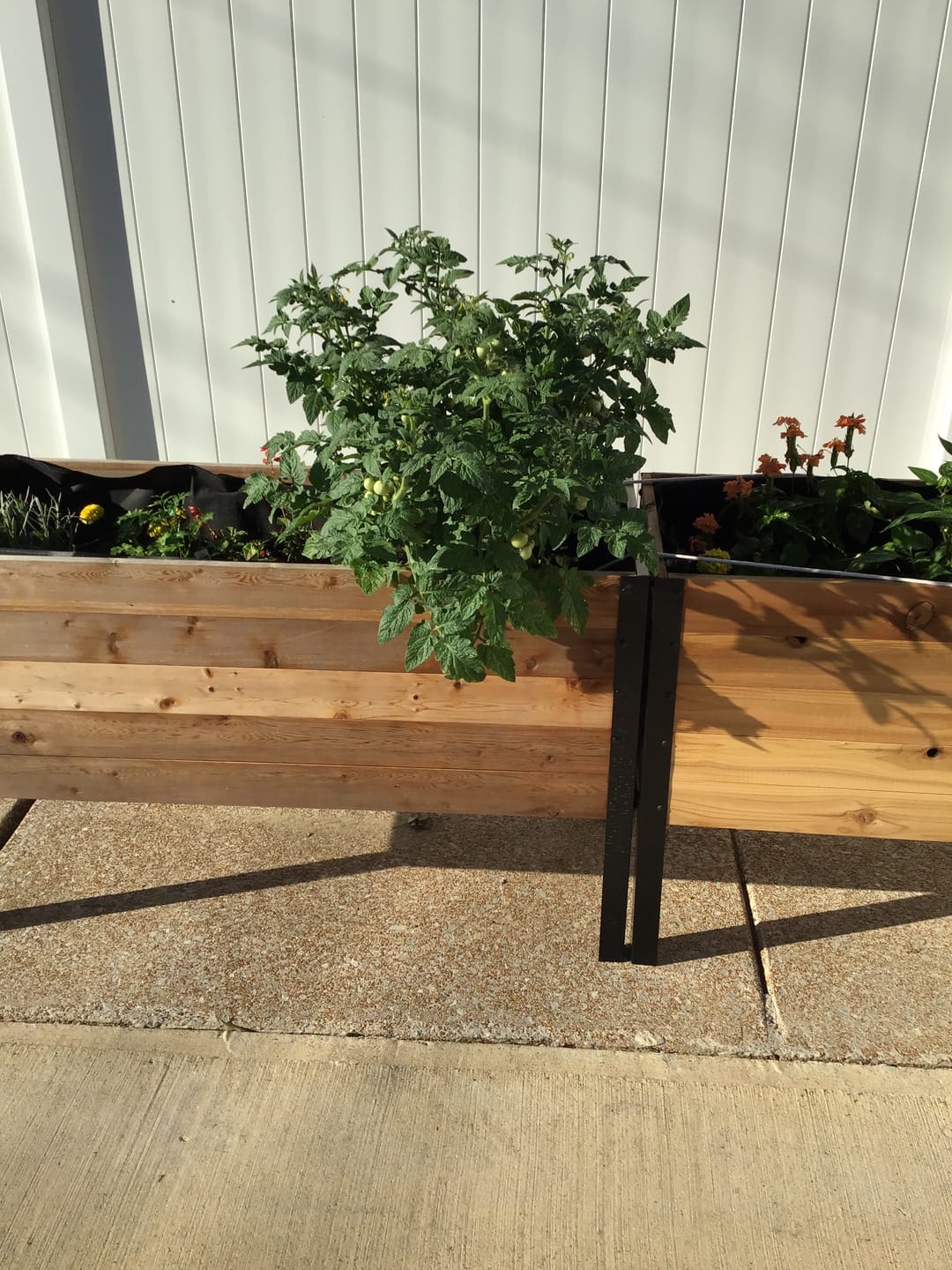 Customer photo review of 18" x 48" Raised Garden Bed - 30" TALL / Garden Grade
