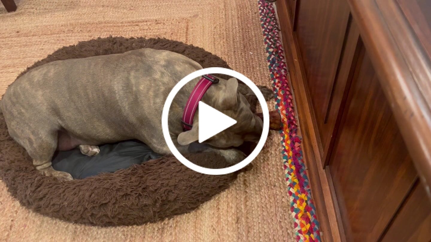 Customer video review of Smoked Beef Marrow Bone