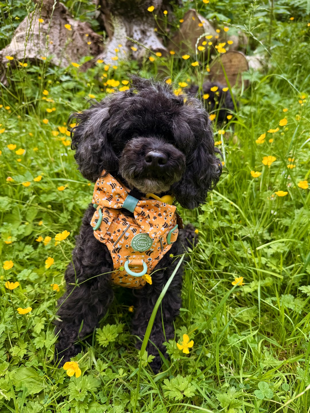 Customer photo review of Trail & Glow Dog Harness & Lead Set - Colour Drops - Wanna-Bee