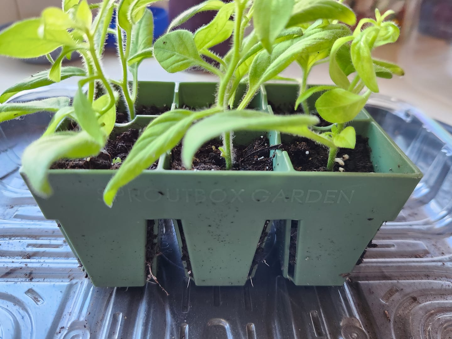 Customer photo review of Seed Starting Kit