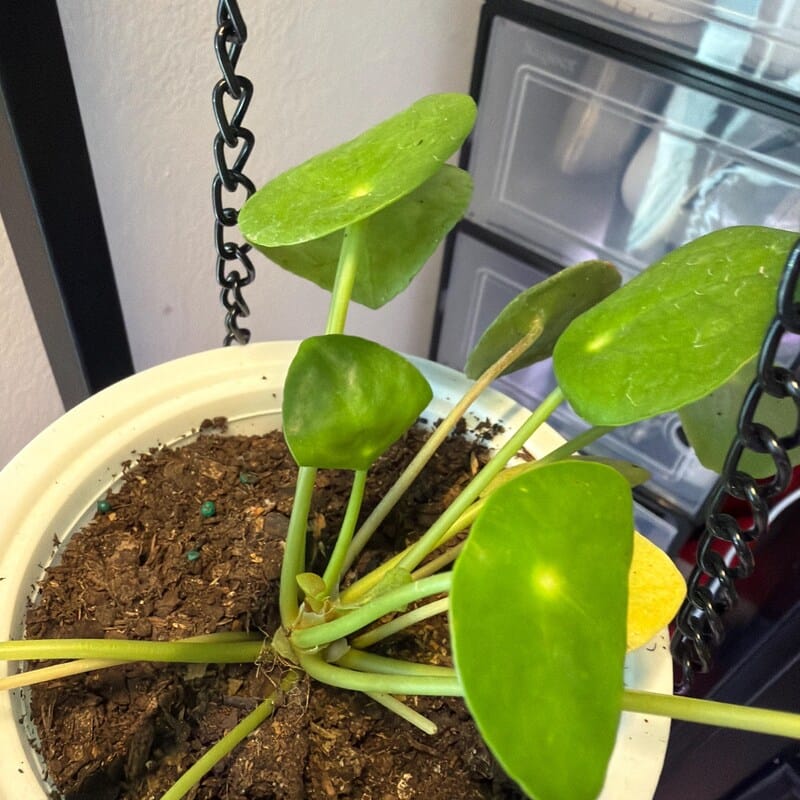 Customer photo review of Chinese Money Plant in a 4" Grow Pot - Pilea Peperomioides - Money Plant - Low Light Indoor Houseplants - Lucky Coin Plant - Air Purifier