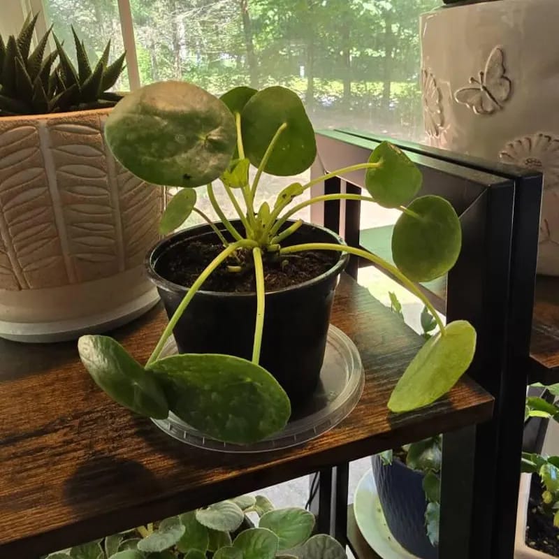 Customer photo review of Chinese Money Plant in a 4" Grow Pot - Pilea Peperomioides - Money Plant - Low Light Indoor Houseplants - Lucky Coin Plant - Air Purifier