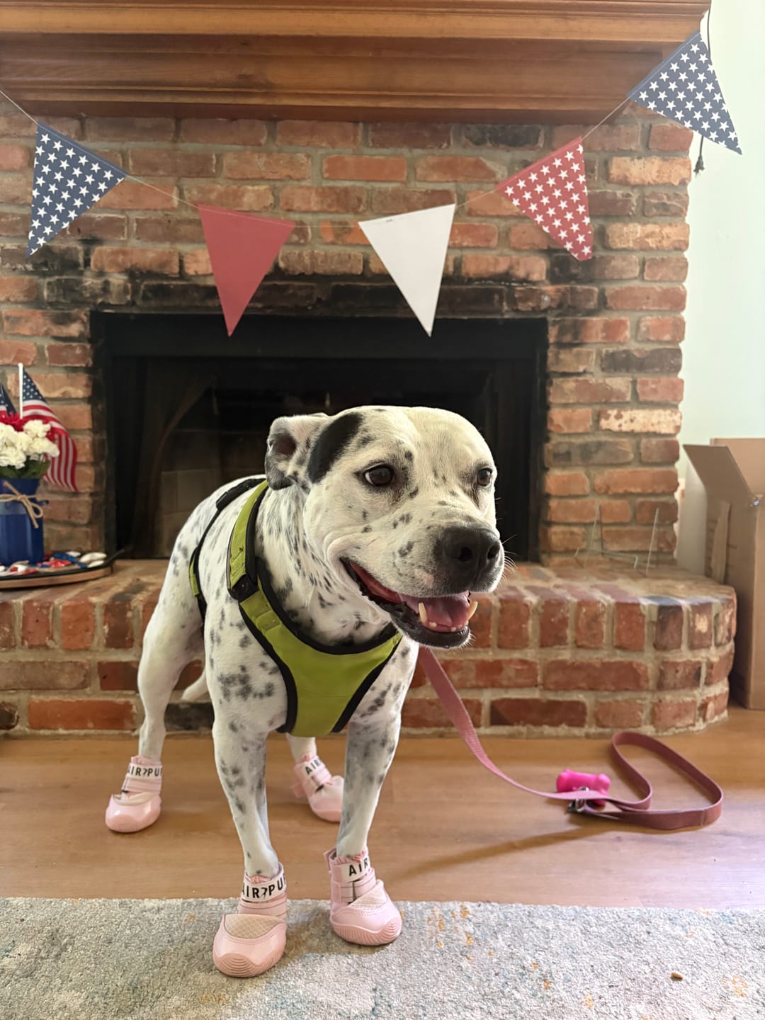 Customer photo review of AIR PUP DOG SHOES - SET OF 4