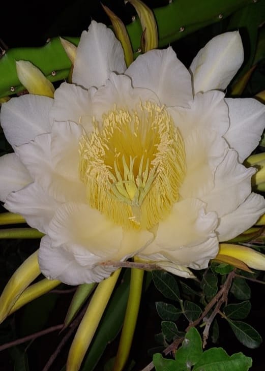 Customer photo review of Lait Corporel au Lait d'Anesse Bio