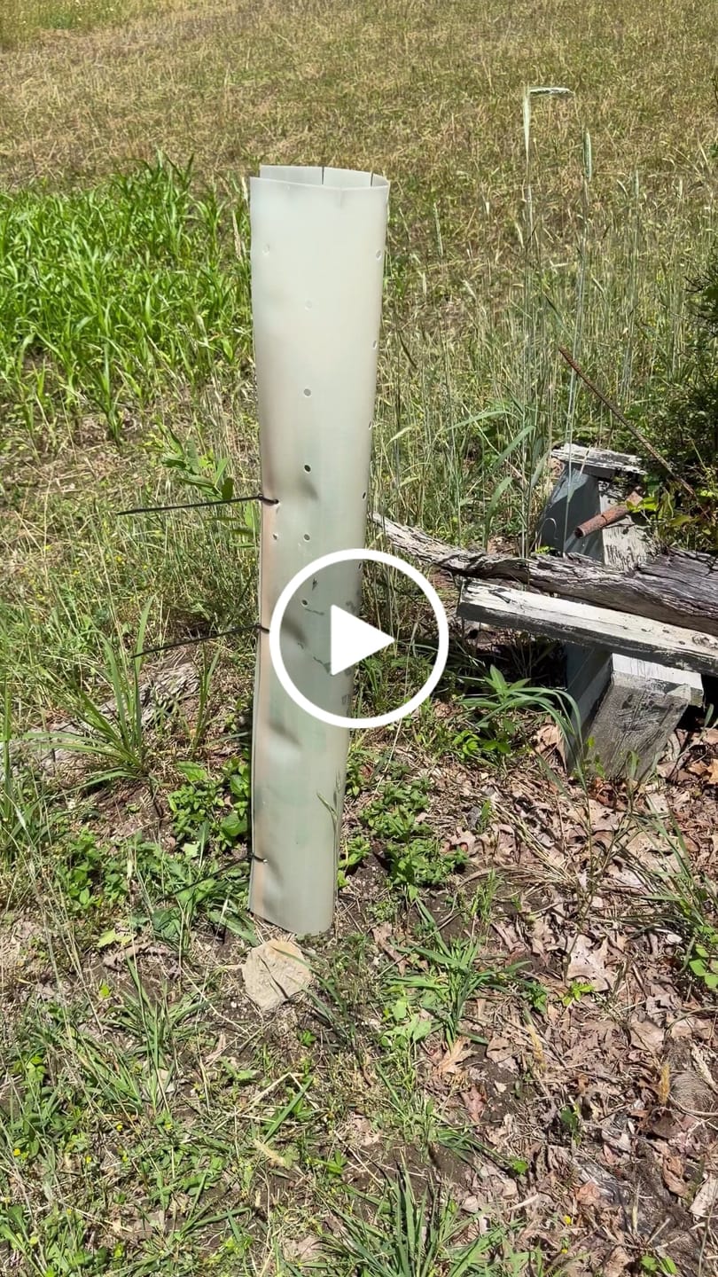 Customer video review of Hybrid Chestnut