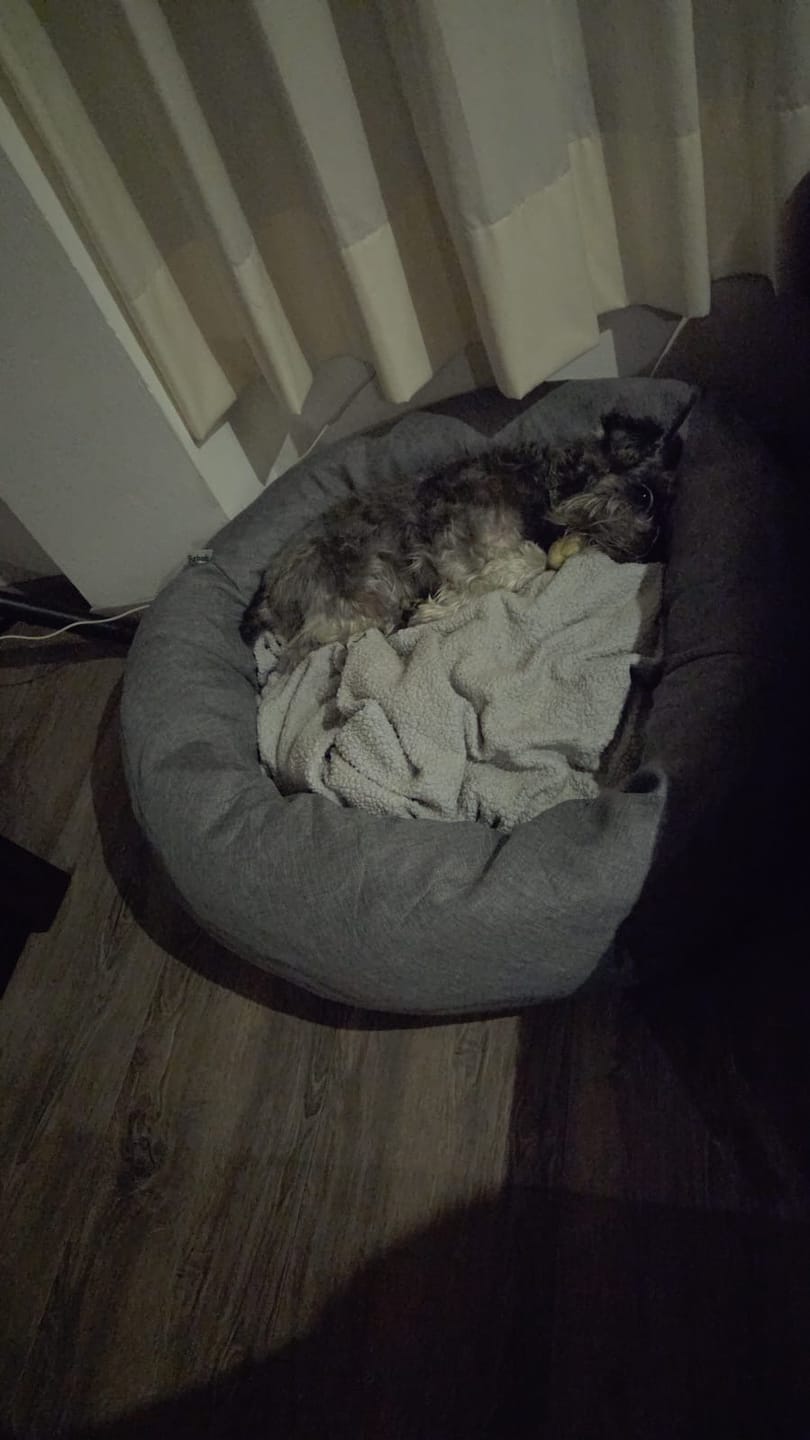 Customer photo review of Funda Lino para Cama Antiestrés para Perros