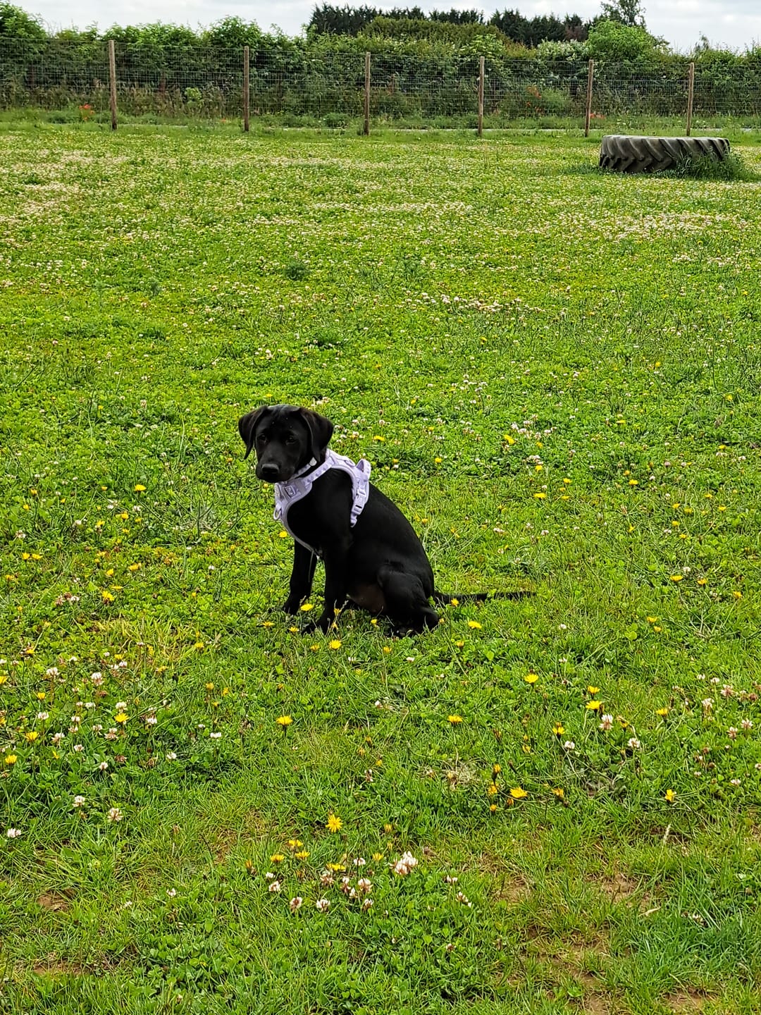 Customer photo review of Collar - Walkies Ready® Lavender Lilac