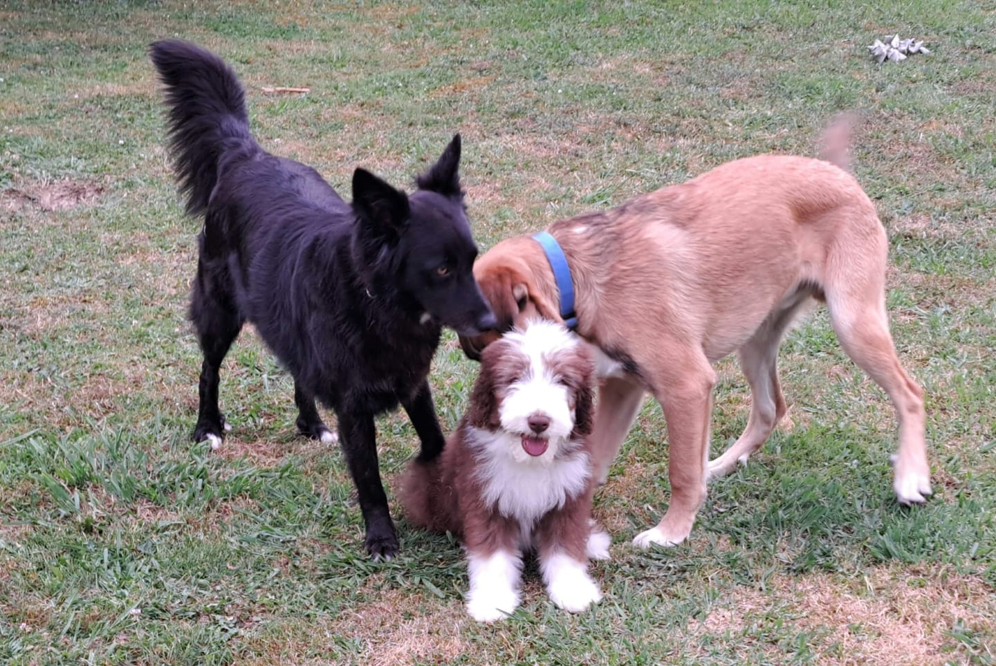 Customer photo review of Grain Free Giant Puppy