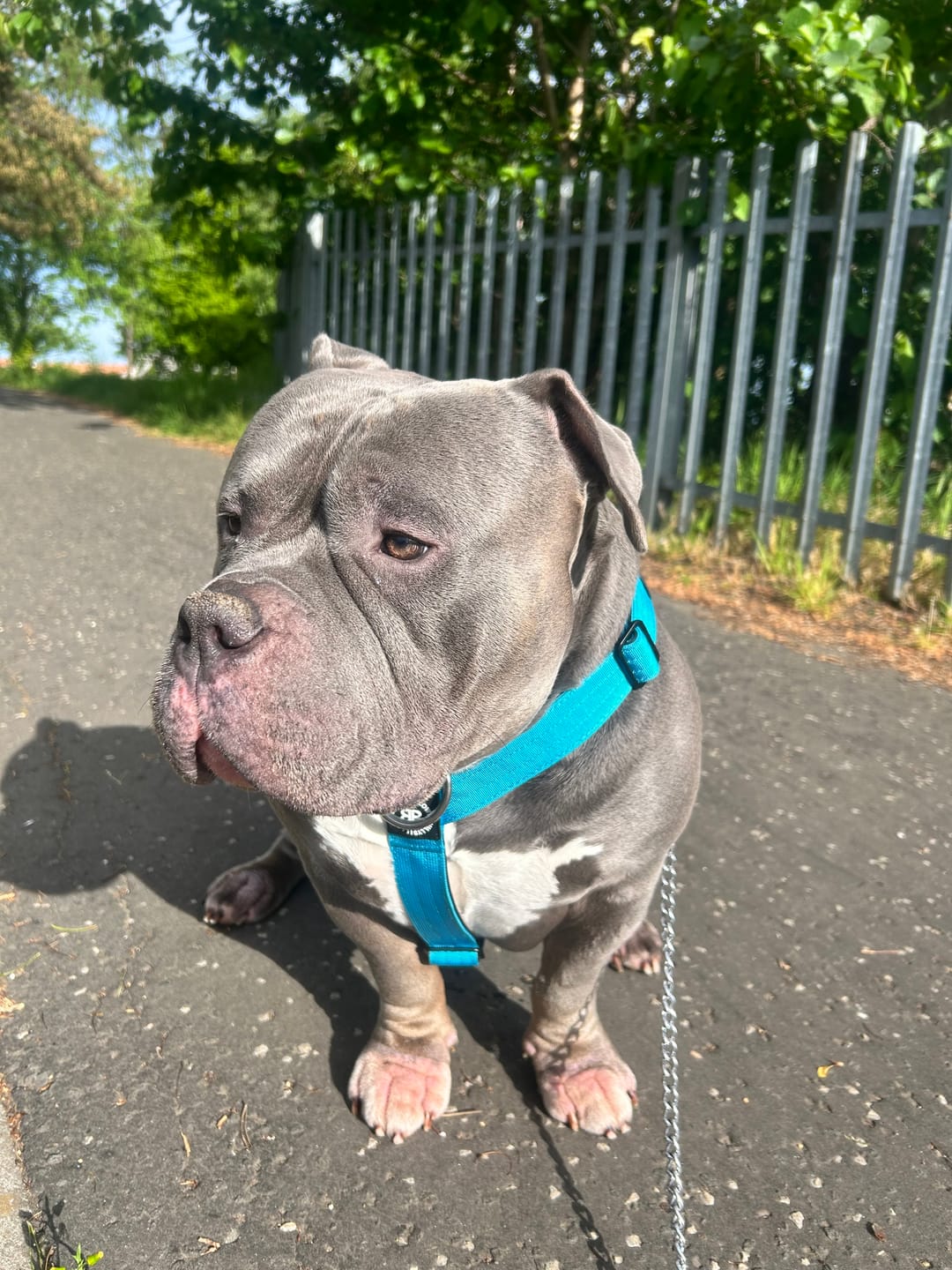 Customer photo review of Anti-Pull TRI-Harness® | Training Dog Harness for All Breeds - Light Blue