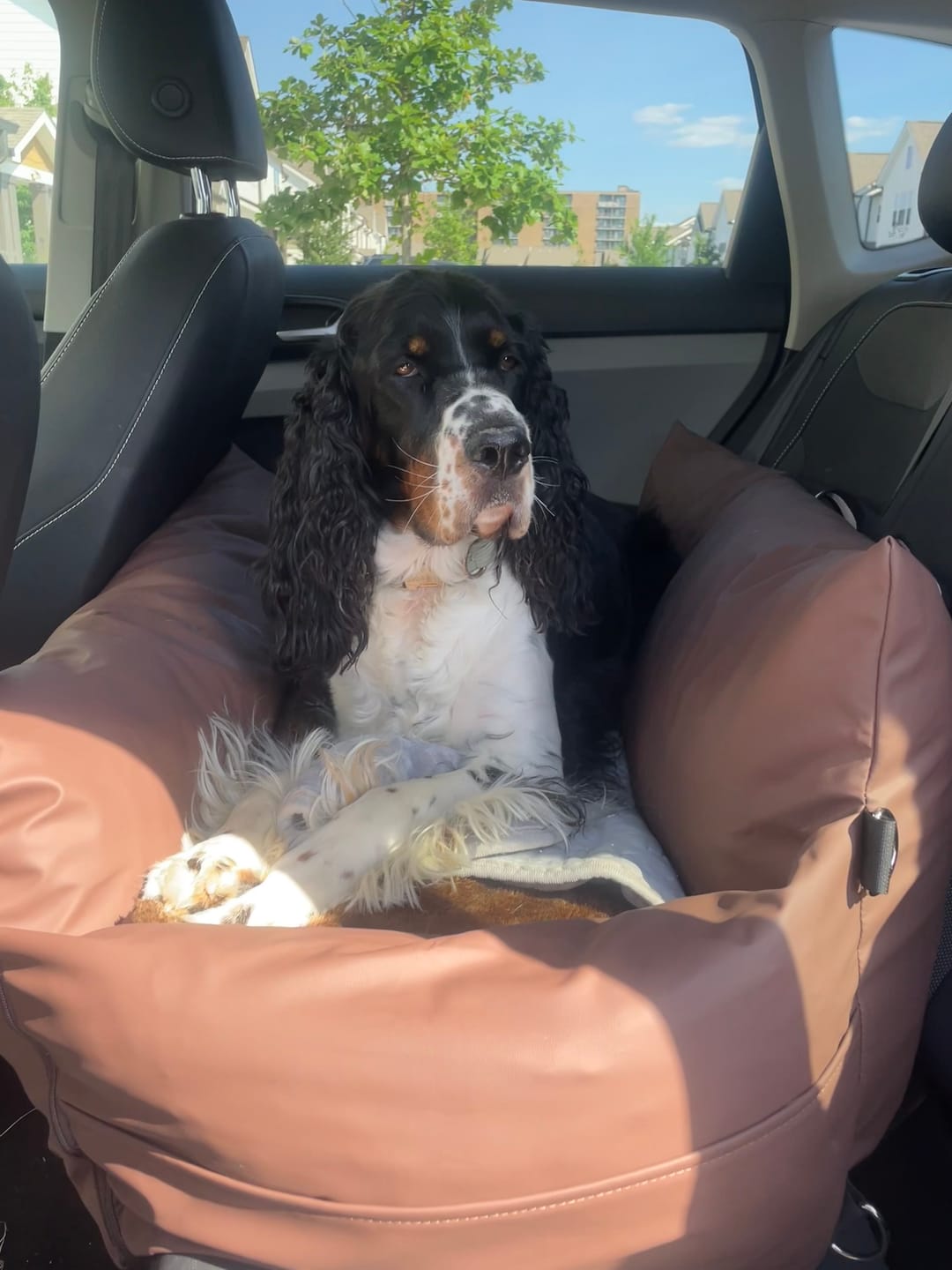 Customer photo review of The Dog Dock V2 New & Improved with LATCH / ISO FIX anchors