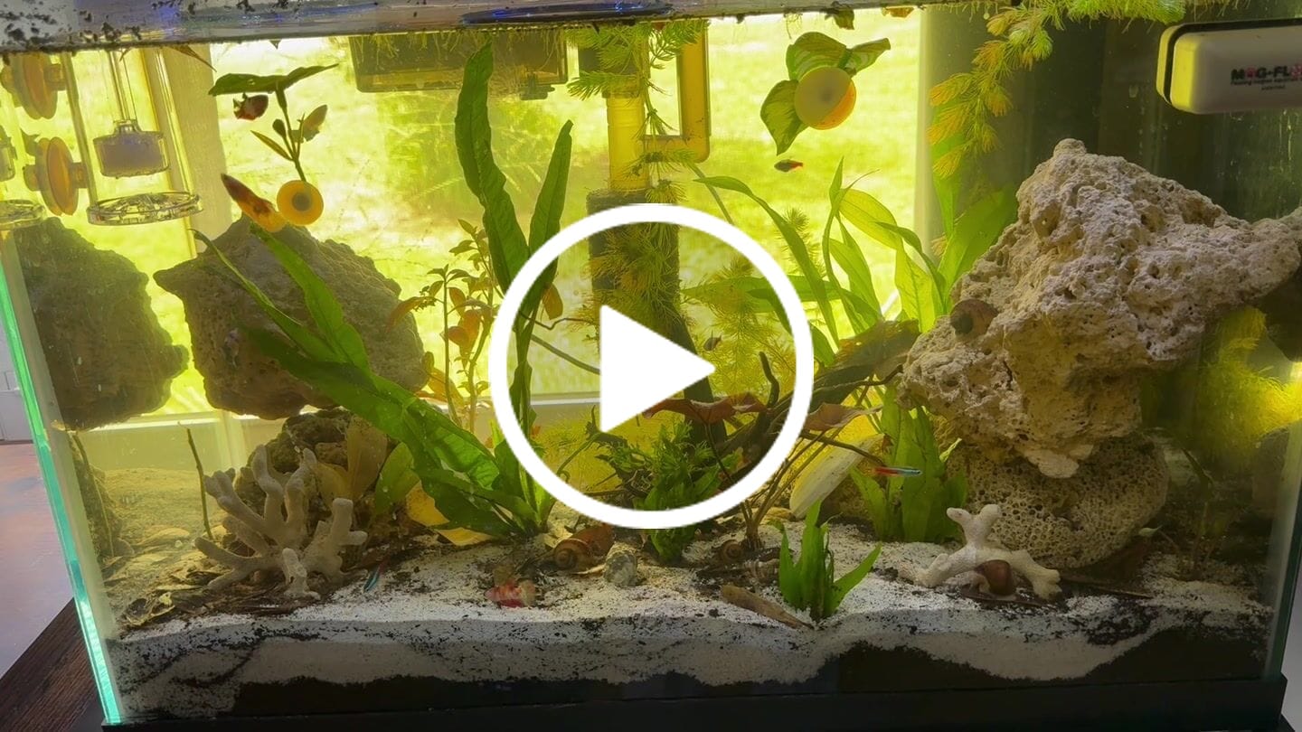 Customer video review of Package Mini Koi Betta Fish (Female)