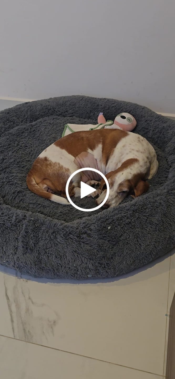 Customer video review of Cama Antiestrés para Perros