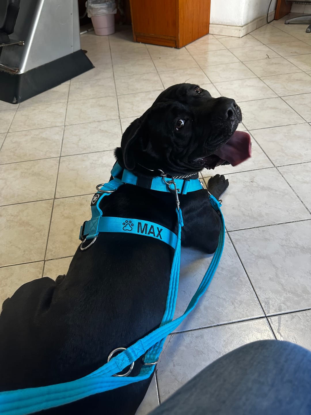 Customer photo review of Anti-Pull TRI-Harness® | Training Dog Harness for All Breeds - Light Blue