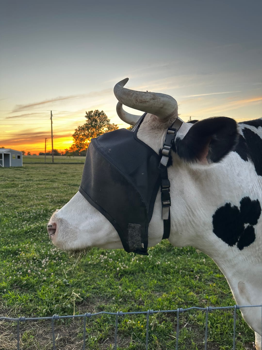 Customer photo review of Solar Vizor Fly Mask - Standard Style